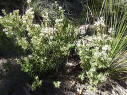 Image of Agiortia pedicellata (C. T. White) Quinn