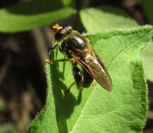 Image of Teuchocnemis lituratus (Loew 1863)