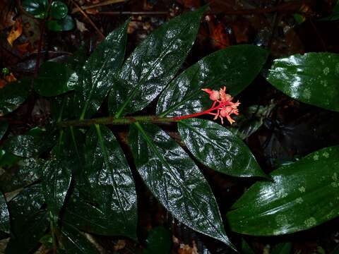 Imagem de Globba atrosanguinea Teijsm. & Binn.