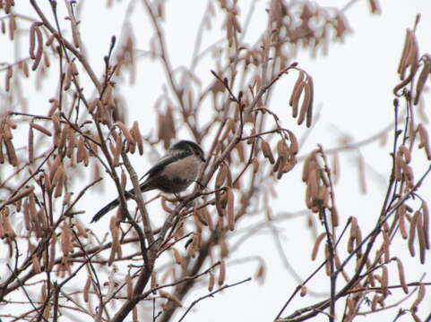 Aegithalos caudatus major (Radde 1884)的圖片