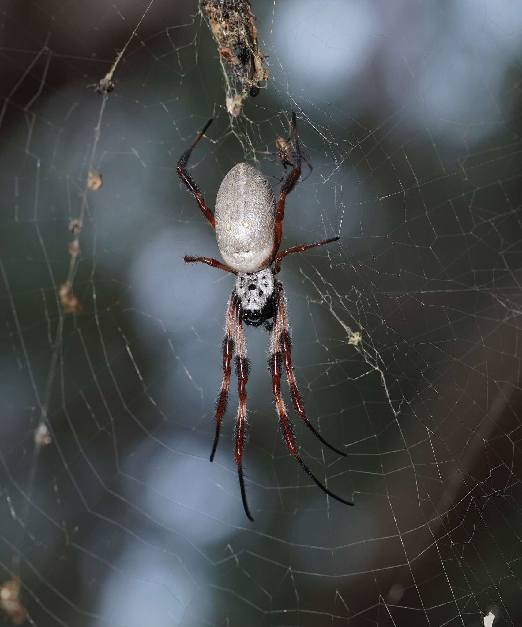 صورة Trichonephila edulis (Labillardière 1799)