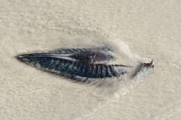 Image of Cape Elephantfish