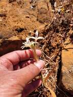 Image of Babiana spathacea (L. fil.) Ker Gawl.