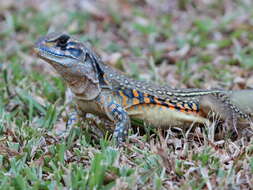 Image of Common Butterfly Lizard