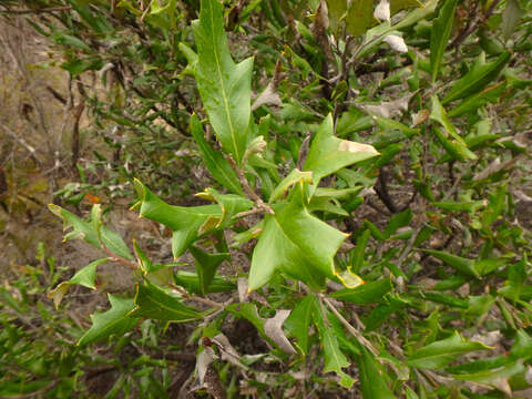 Image of Grevillea ilicifolia (R. Br.) R. Br.