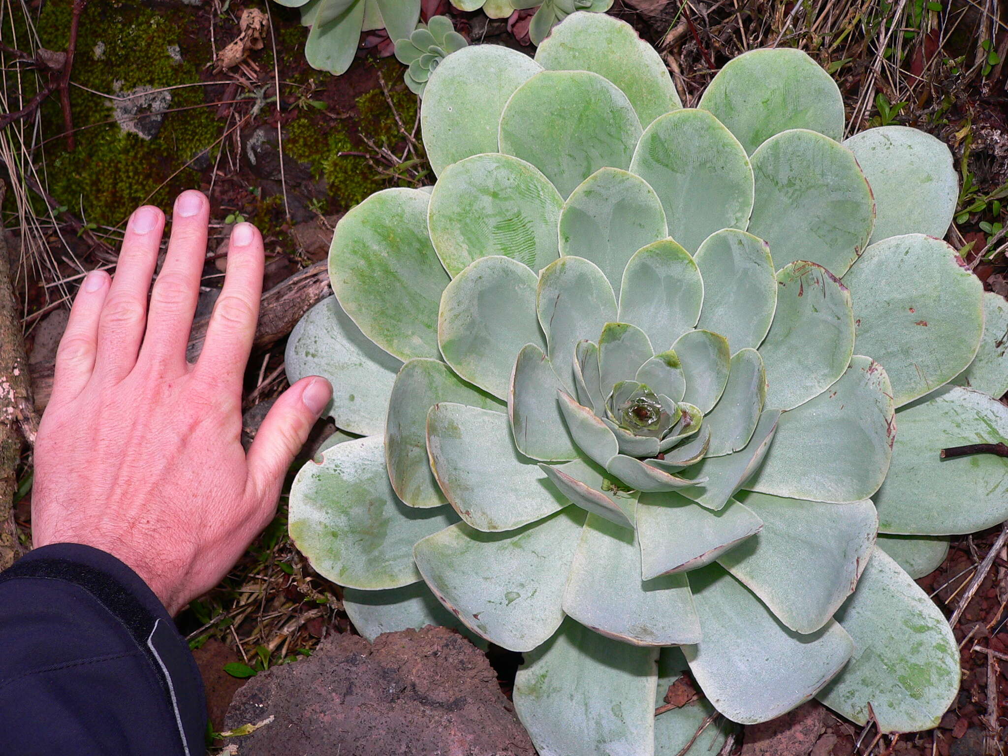 Image of Aeonium aureum (C. Sm. ex Hornem.) T. H. M. Mes