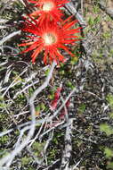 Image of Drosanthemum lavisii L. Bol.