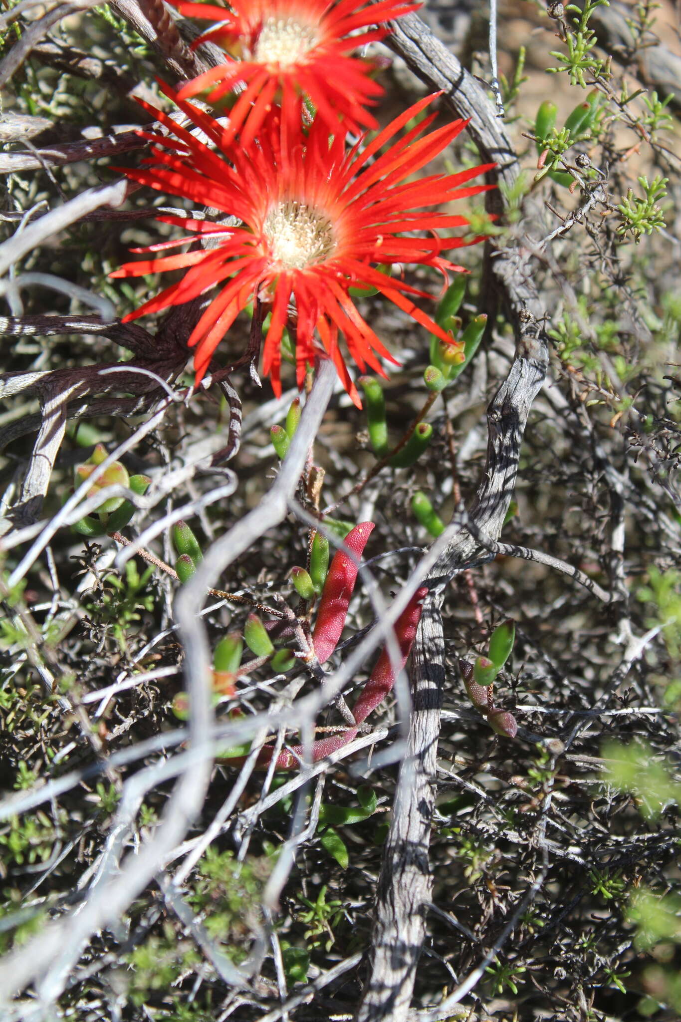 Image of Drosanthemum lavisii L. Bol.