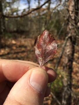 Image of barberry hawthorn