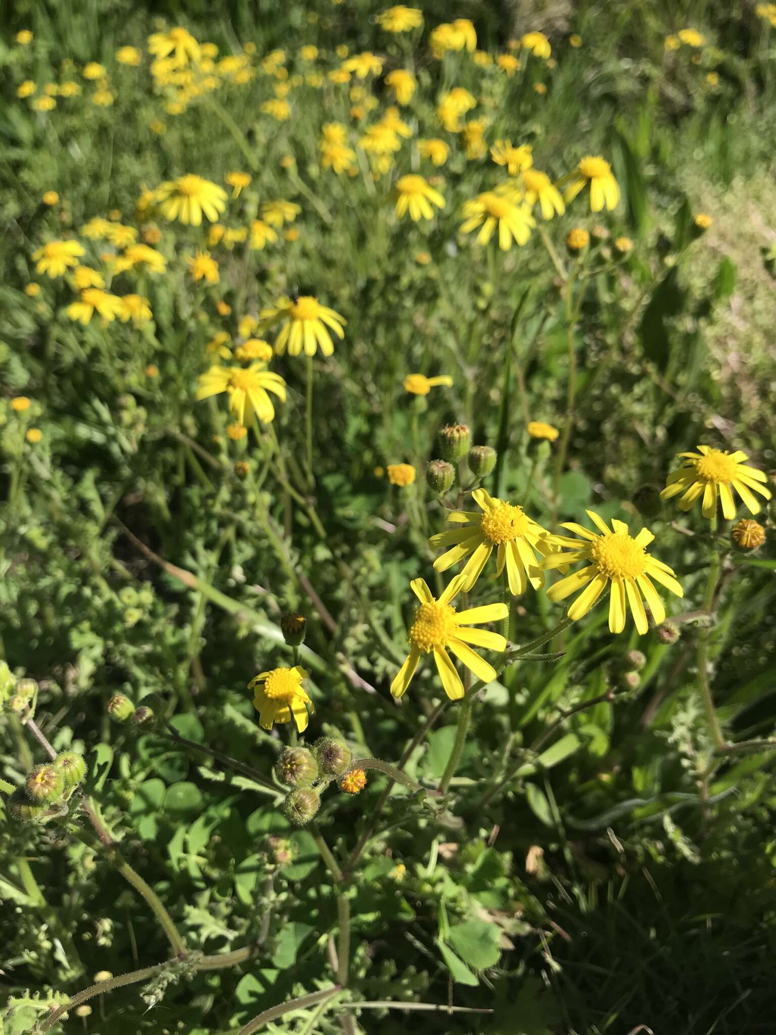 Imagem de Senecio litorosus Fourc.