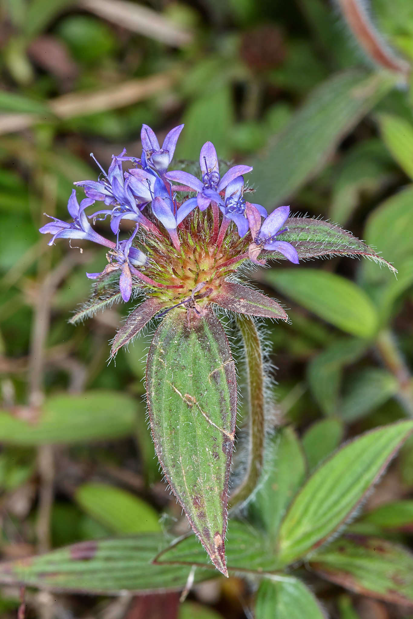 Image of Crusea calocephala DC.