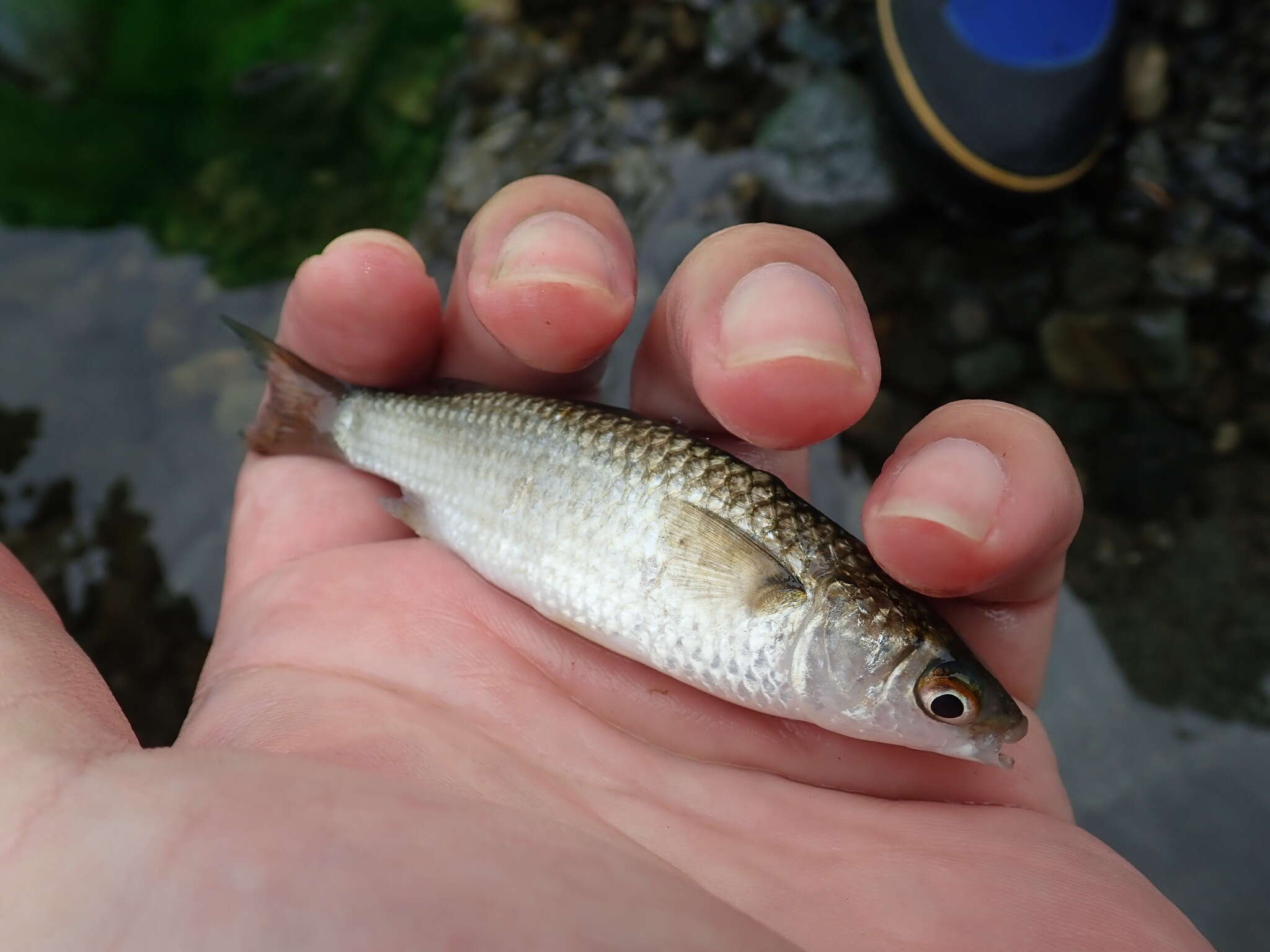 Image of Berneo-mullet