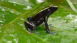 Image of Kokoe Poison Frog