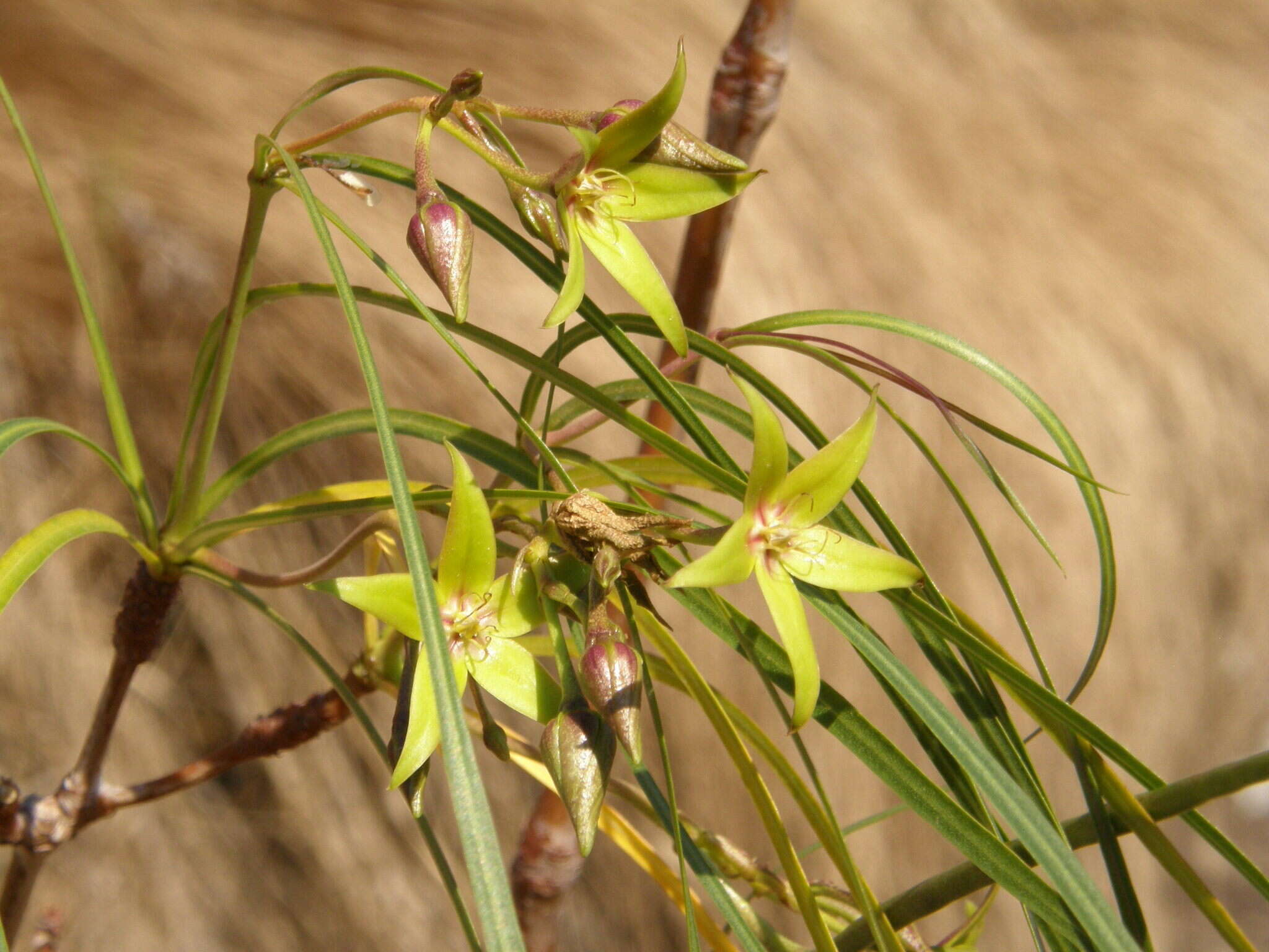 Ischnolepis graminifolia (Costantin & Gallaud) J. Klack.的圖片