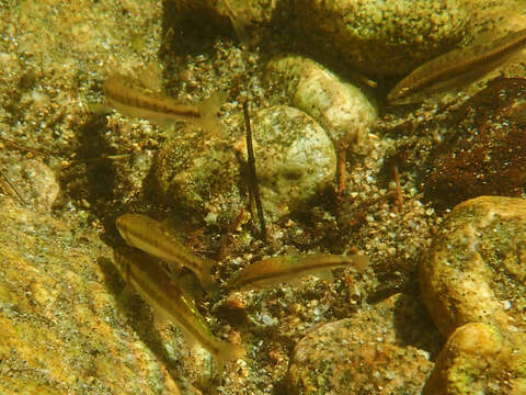 Image of Languedoc minnow