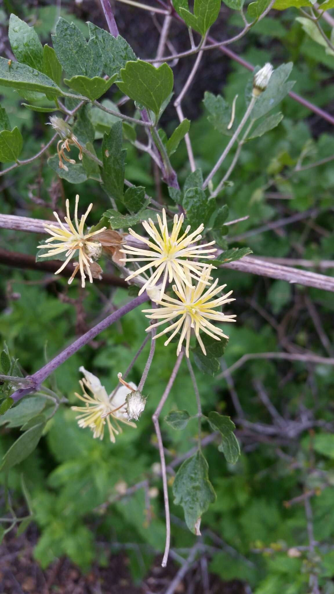 Imagem de Clematis pauciflora Nutt. ex Torr. & Gray