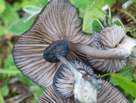 Image of Entoloma serrulatum (Fr.) Hesler 1967