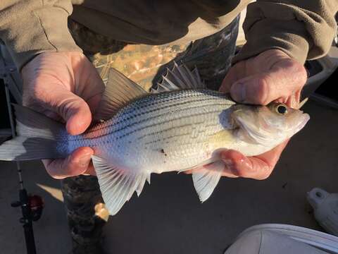 Image of White Bass