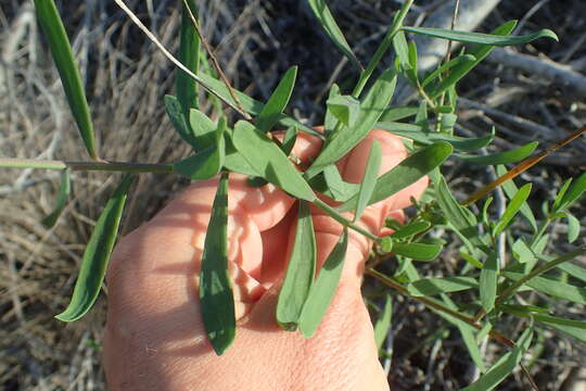 Image of Heliophila linearis (Thunb.) DC.