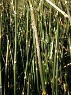 Image of Equisetum hyemale subsp. hyemale