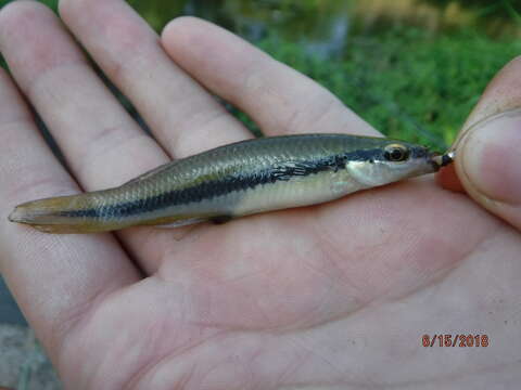 Image of Blackstripe Topminnow