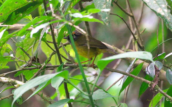 Myiothlypis coronata (Tschudi 1844)的圖片