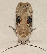 Image of Poison Hemlock Moth