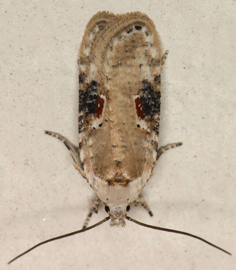 Image of Poison Hemlock Moth