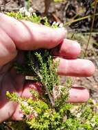 Image of Erica pubescens L.