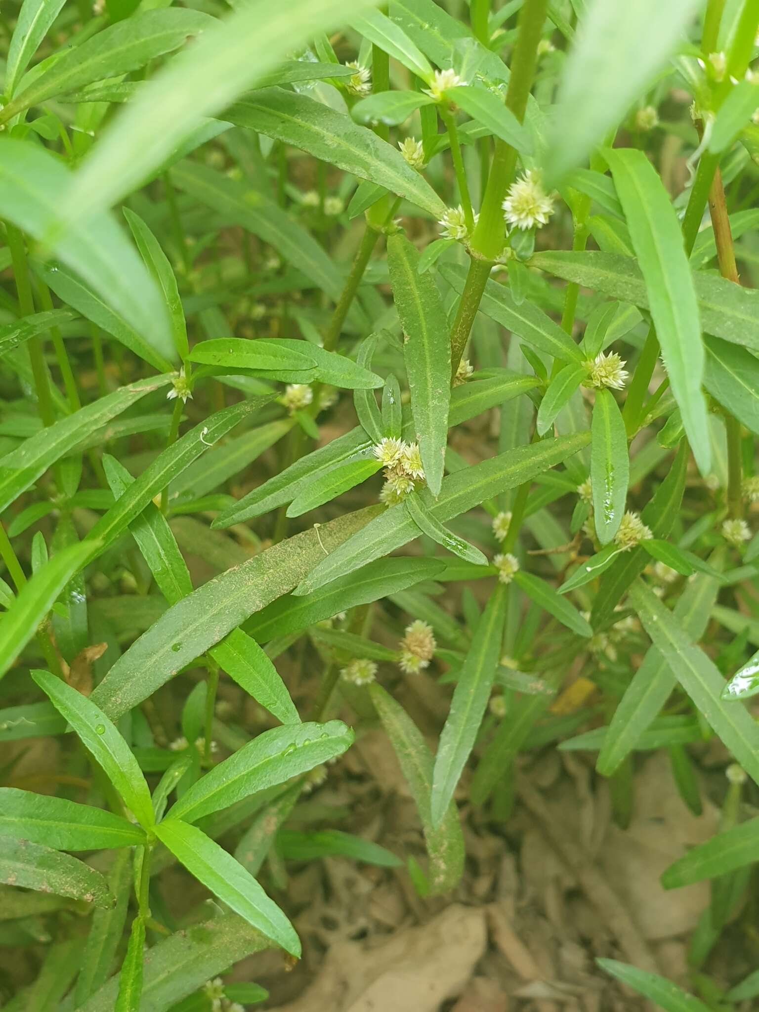 Imagem de Alternanthera denticulata R. Br.