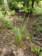 Image of southern waxy sedge