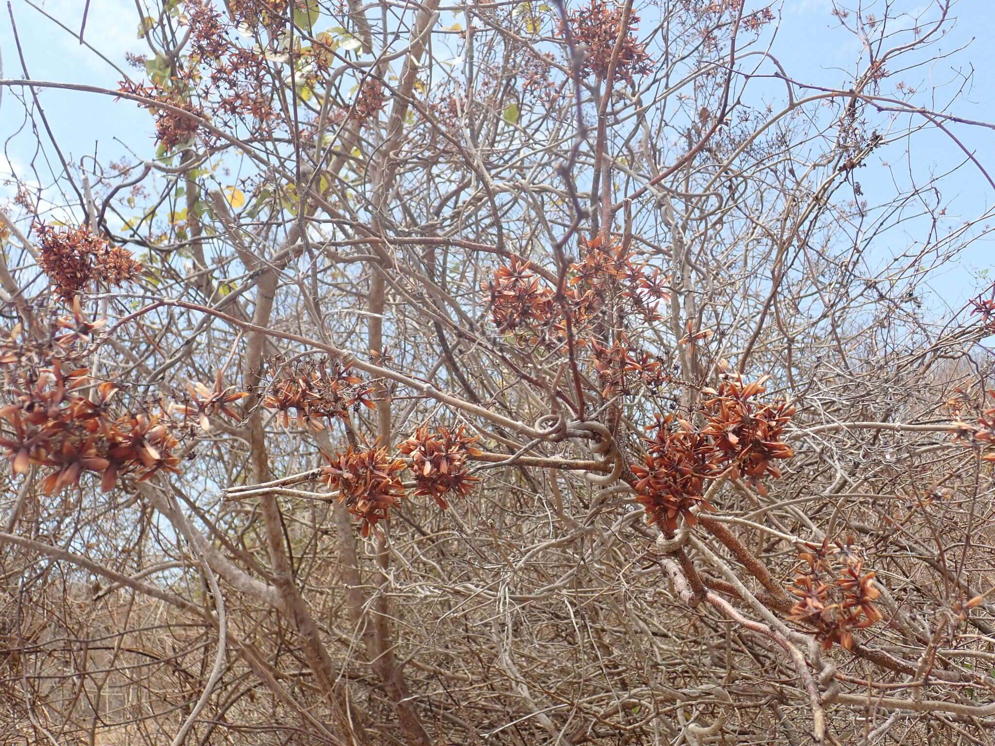 صورة Tristellateia dulcamara A. Juss.