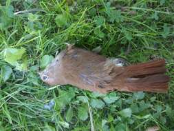 Image of nightingale, common nightingale