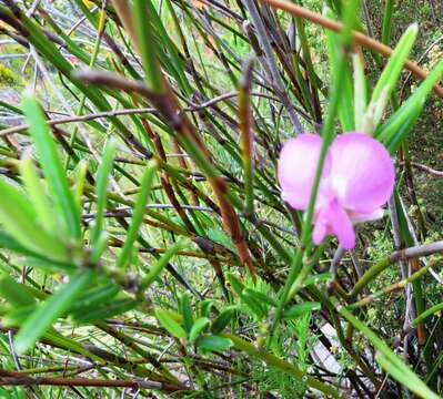 Image of <i>Podalyria oleifolia</i>