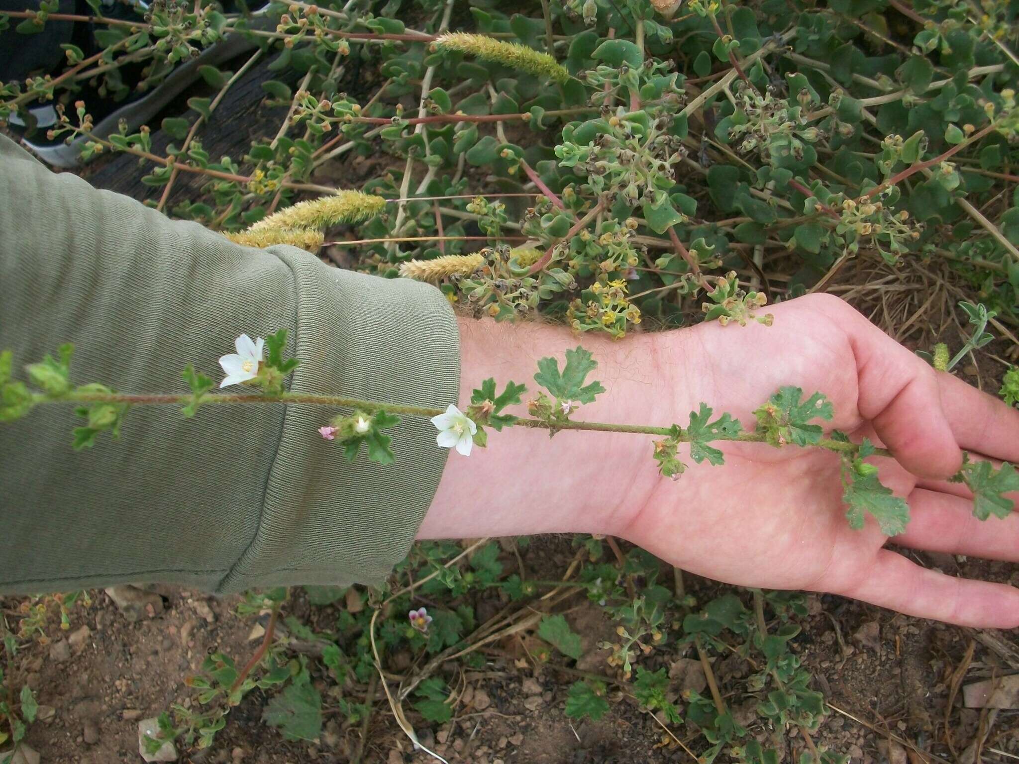 Image of Anisodontea biflora (Desr.) D. M. Bates