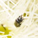 Image of Hylaeus philoleucus (Cockerell 1910)