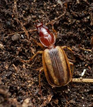 Image of Cymindis (Cymindis) lineola L. Dufour 1820