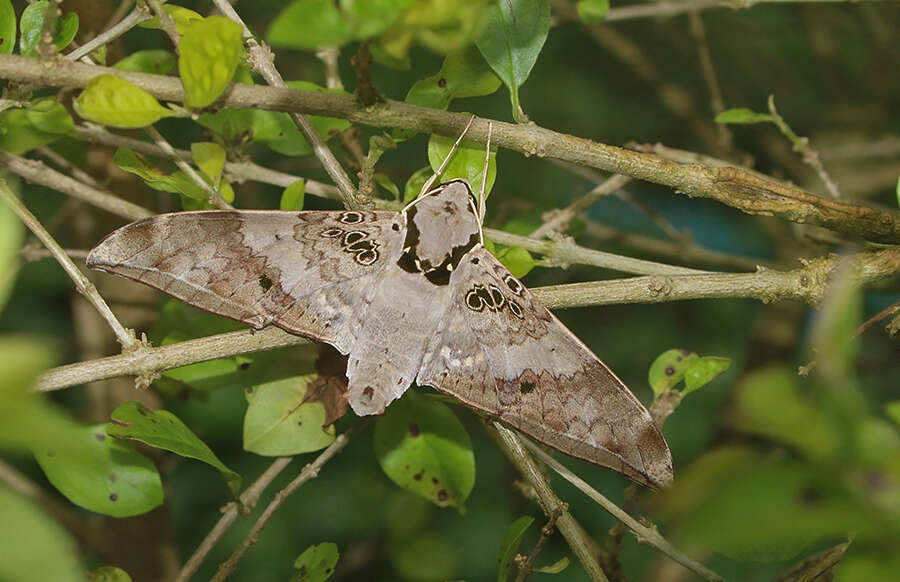 Image of Ambulyx canescens (Walker (1865))