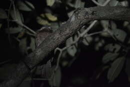 Image of Ceylon Frogmouth