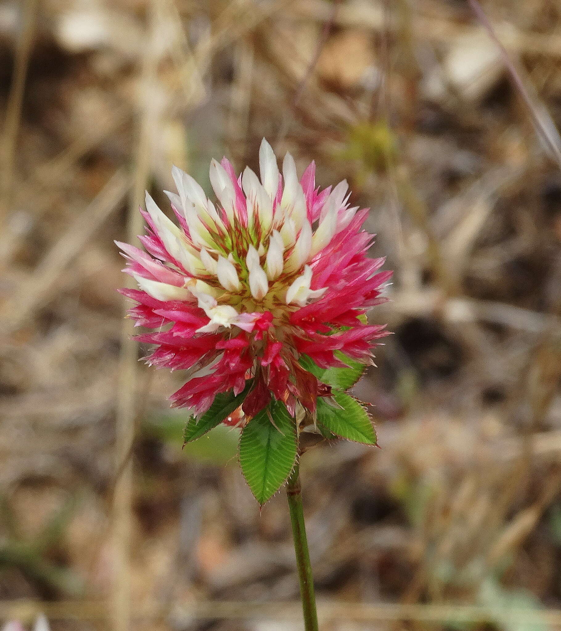 Sivun Trifolium setiferum Boiss. kuva