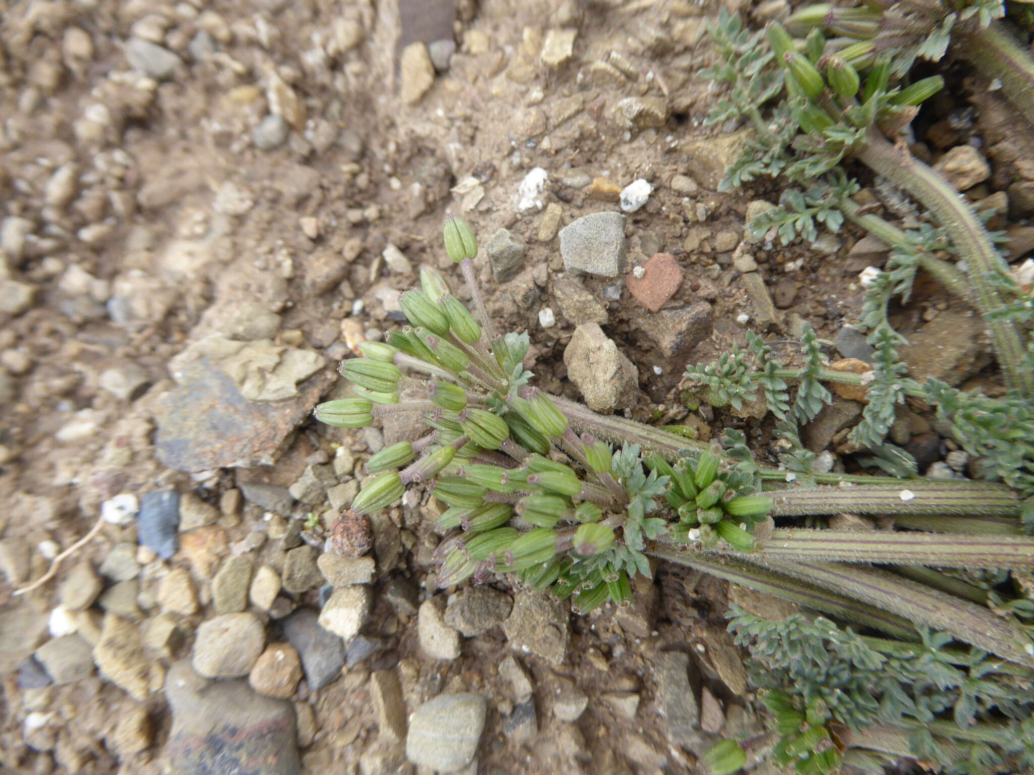 Image of Chaerophyllum andicola (Kunth) K. F. Chung