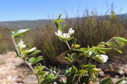 Image de Otholobium bowieanum (Harv.) C. H. Stirt.