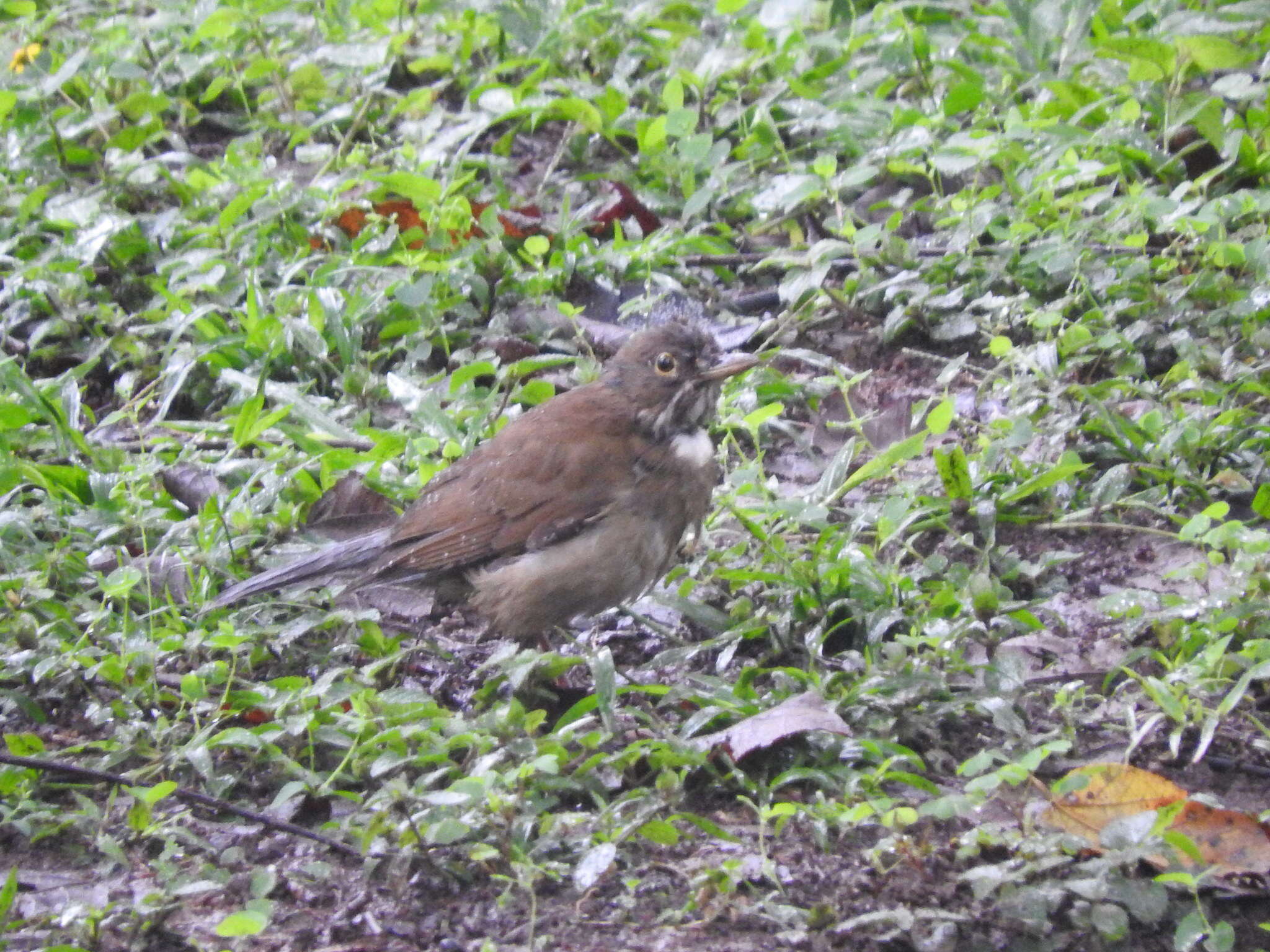 Image of White-throated Robin