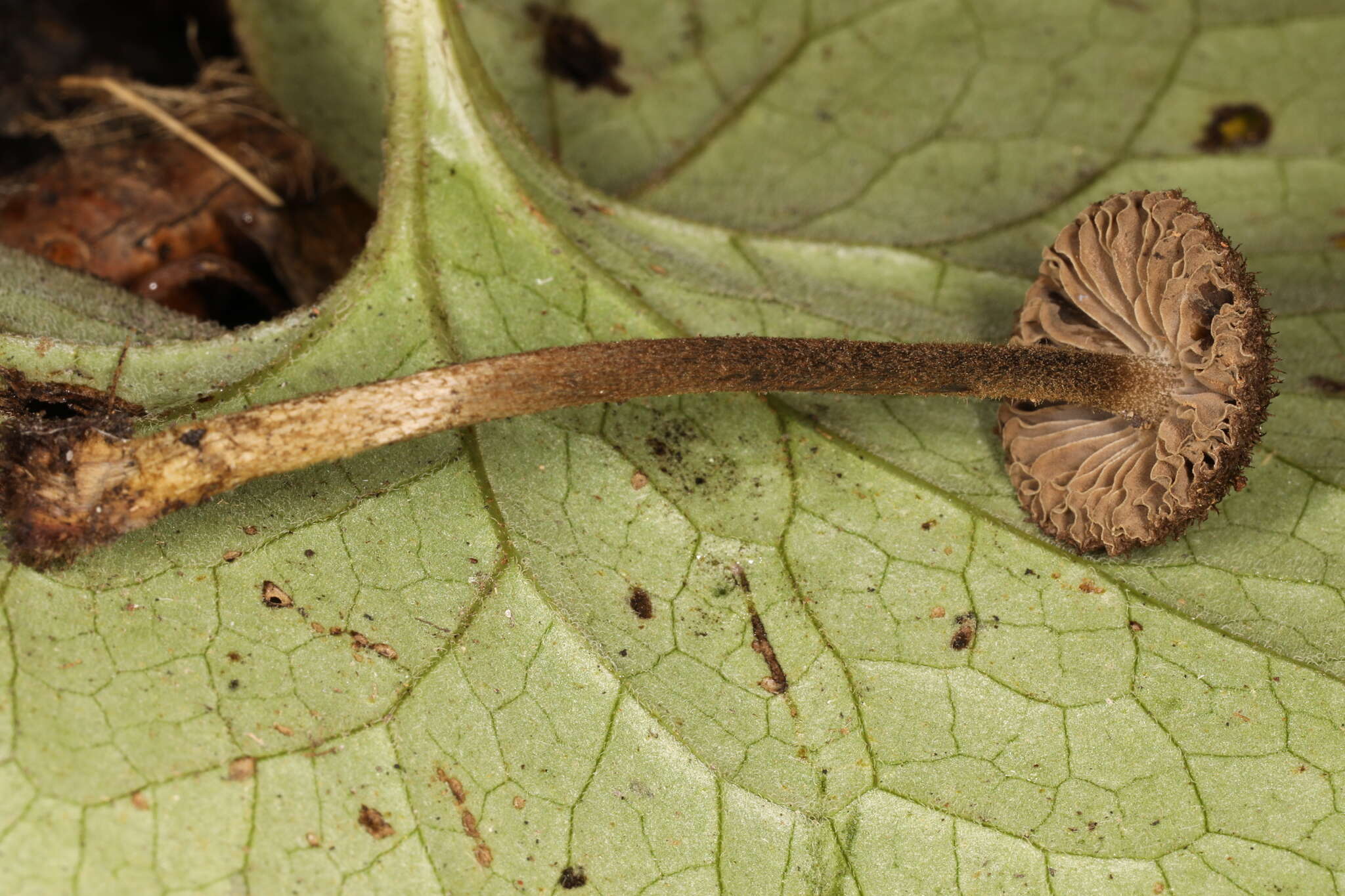 Imagem de Entoloma nodosporum (G. F. Atk.) Noordel. 1979