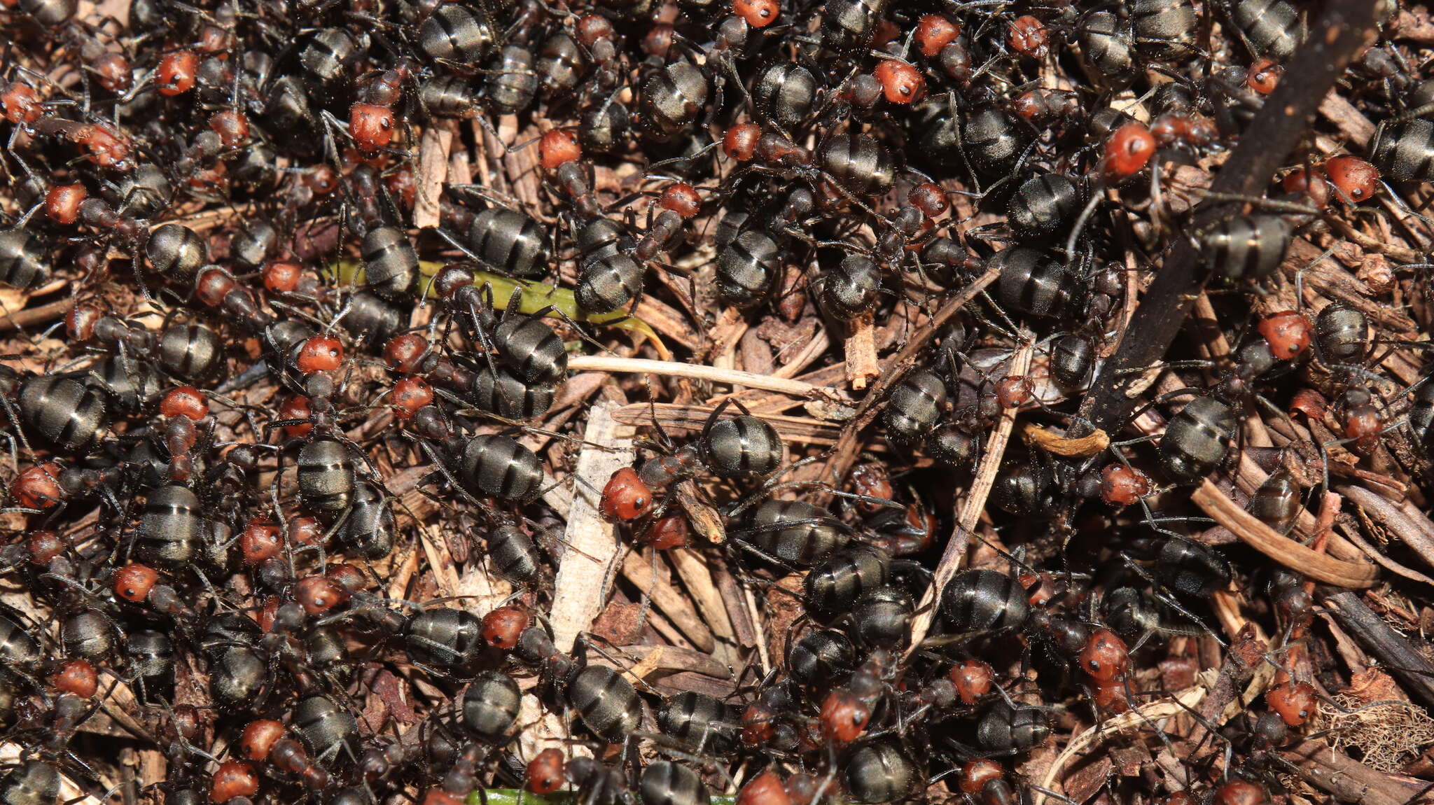 Image of Thatching ant