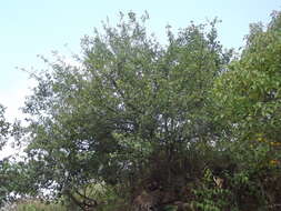 Image of Erythroxylum havanense Jacq.