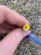 Image of Wyoming flax