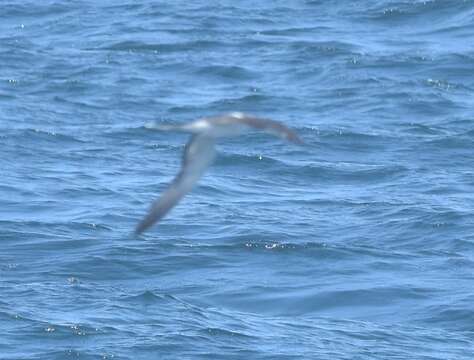 Image of Bridled Tern