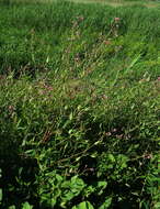 Image of Poacynum lancifolium (Russanov) Mavrodiev, Laktionov & Yu. E. Alexeev