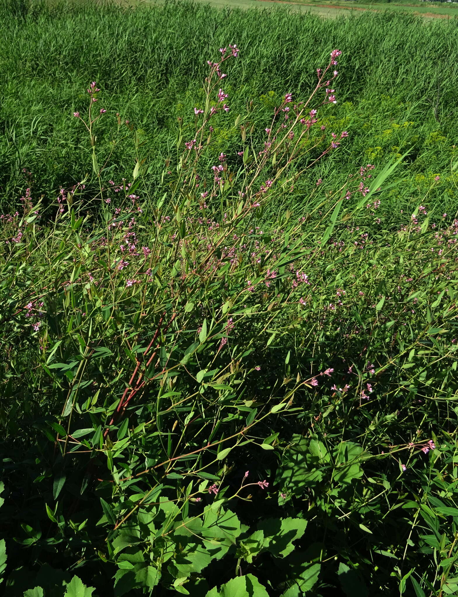 Poacynum lancifolium (Russanov) Mavrodiev, Laktionov & Yu. E. Alexeev的圖片